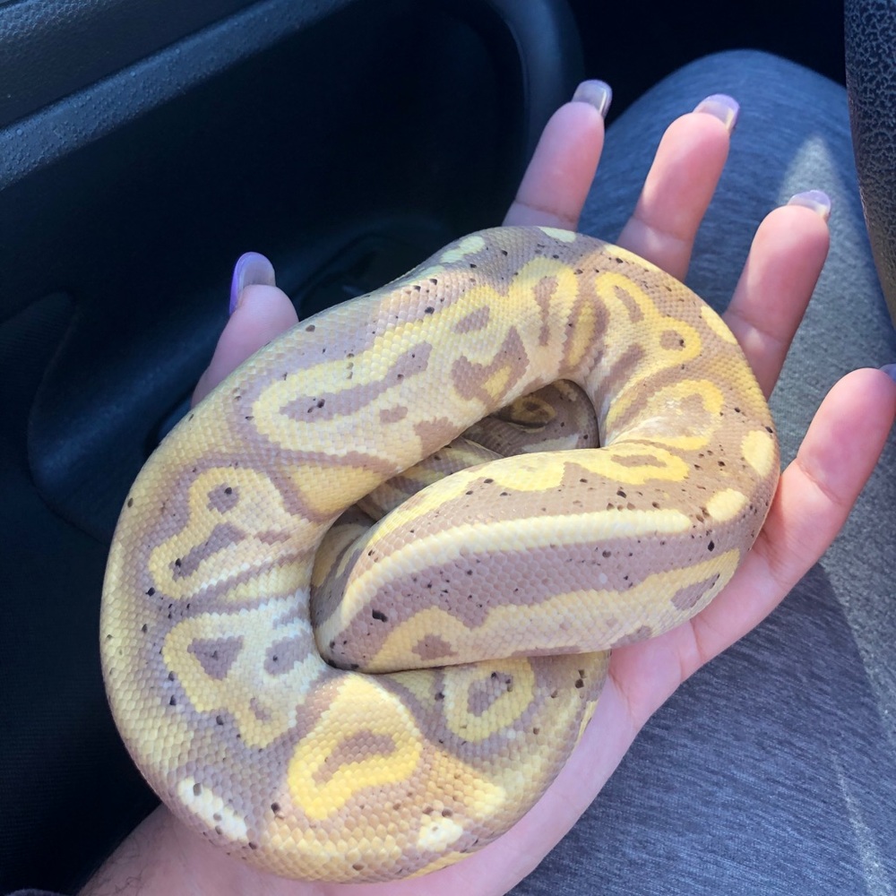 Meet your Posher, Ysiaris